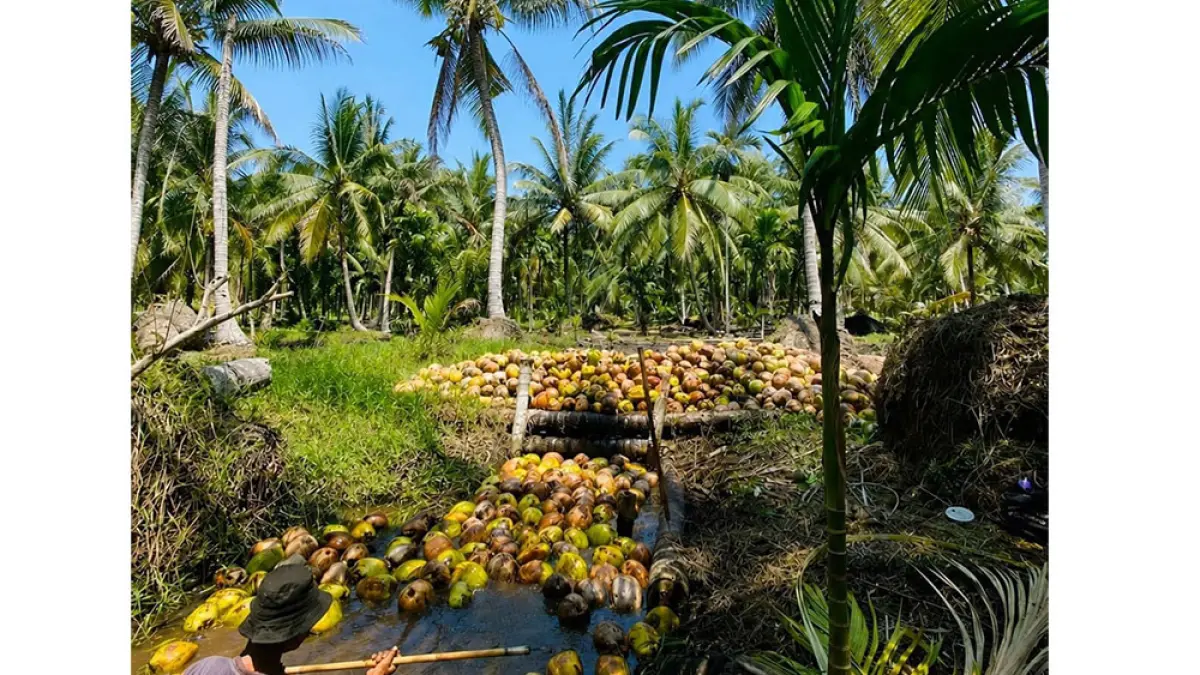 KUMPULKAN KELAPA: Petani di Kecamatan Mandah, Kabupaten Inhil sedang mengumpulkan kelapa hasil panen melalui anak parit sebelum dijual. Foto diambil belum lama ini. (WARGA UNTUK RIAU POS)