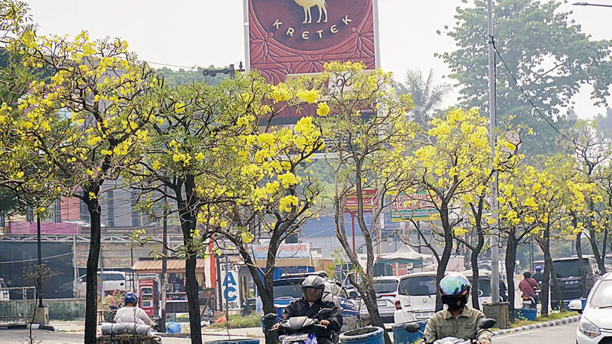BERMEKARAN: Tanaman pelindung Tabebuya bermekaran di jalur hijau kawasan Jalan HR Soebrantas di saat sejumlah tanaman pelindung kekeringan dampak cuaca ekstrem, Kamis (3/9/2026).(MHD AKHWAN/RIAU POS)