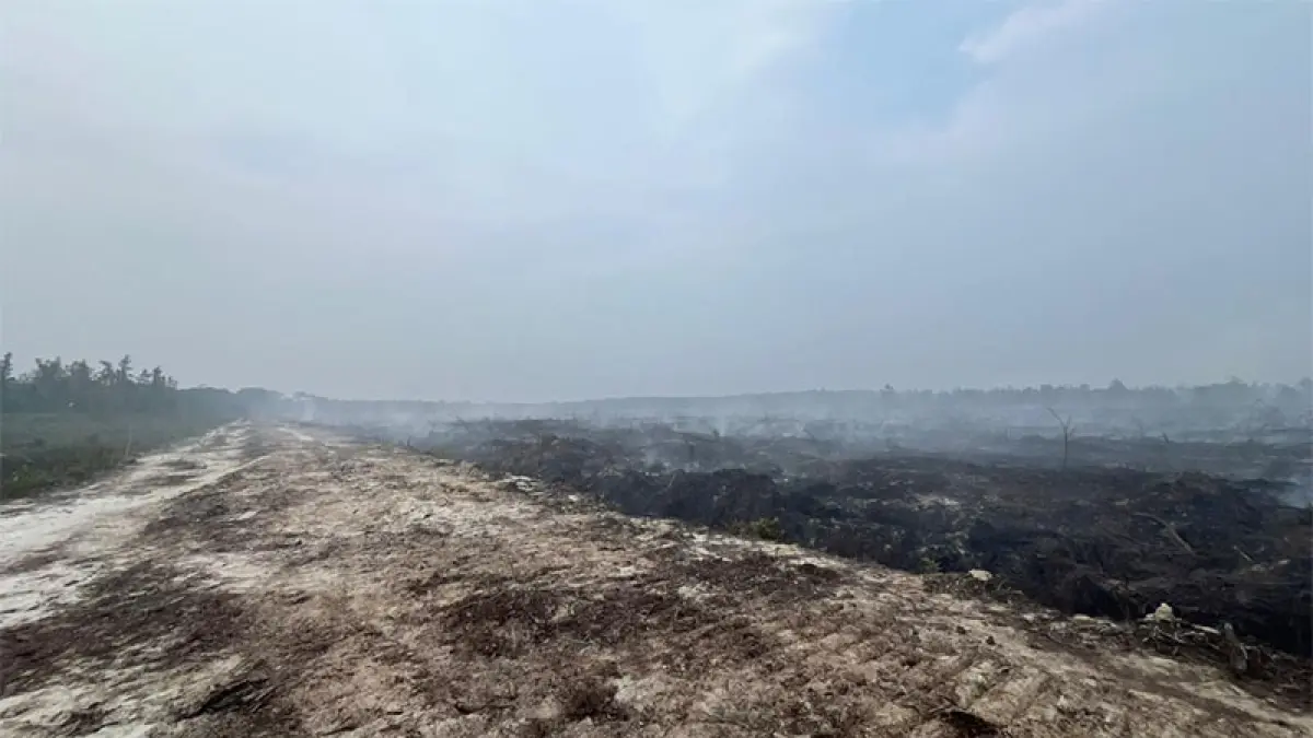 Kawasan hutan di Km 75, Dusun II Tanjung Potai, Desa Tasik Tebing Serai, Kecamatan Talang Muandau, Kabupaten Bengkalis yang hangus terbakar akibat pembukaan lahan perkebunan sawit, Kamis (3/9/2026). Foto Istimewa