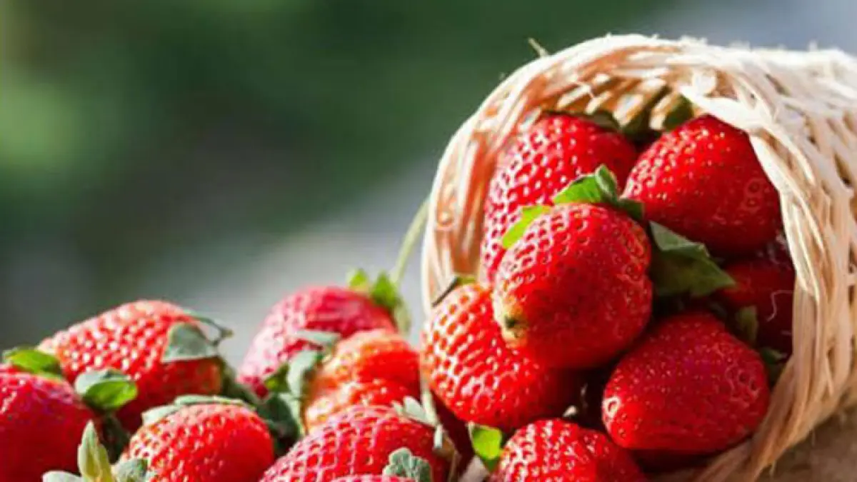 Ilustrasi strawberry. (Freepik)