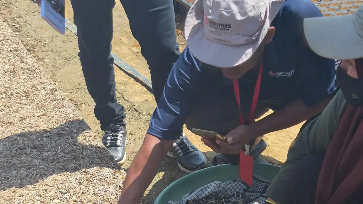 Praktik pembibitan benih sawit di Dami Mas di wilayah Riau, baru-baru ini.(SINAR MAS GROUP)