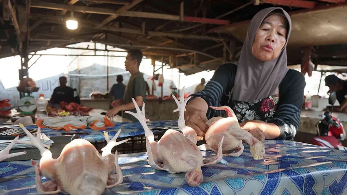 AYAM POTONG: Pedagang menyusun ayam potong yang dijualnya di Pasar Cik Puan, Jalan Tuanku Tambusai, Pekanbaru, beberapa waktu lalu. Harga ayam potong di Kota Pekanbaru masih tinggi yaitu di kisaran Rp37 ribu sampai Rp38 ribu per kilogram pada Ahad (13/9/2026). (evan gunanzar/riau pos)