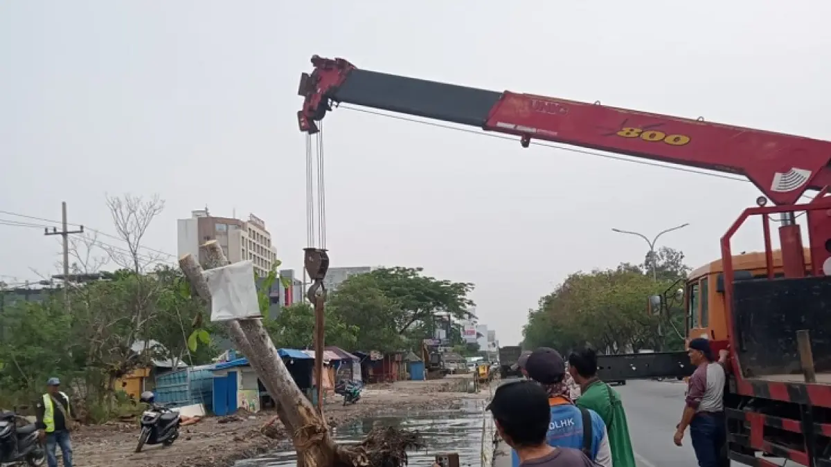Dinas Lingkungan Hidup dan Kebersihan (DLHK) Kota Pekanbaru memilij memindahkan pohon agar tetap dapat tumbuh dan tidak ditebang.(Istimewa)