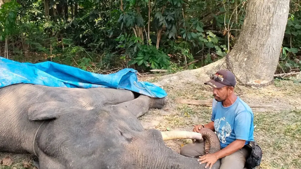 Gajah jinak berusia 17 tahun mati diduga akibat infeksi saluran pencernaan kronis di PLG Minas, Siak, Riau pada Rabu (16/9/2026). (BBKSDA Riau untuk Riaupos.co)