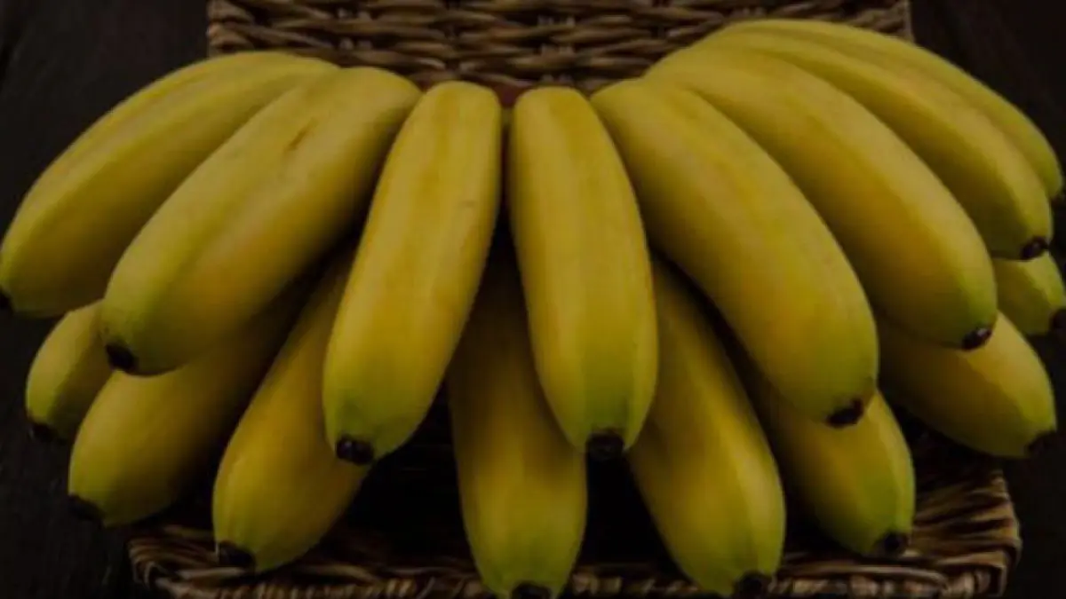 Ilustrasi buah pisang. (Freepik)