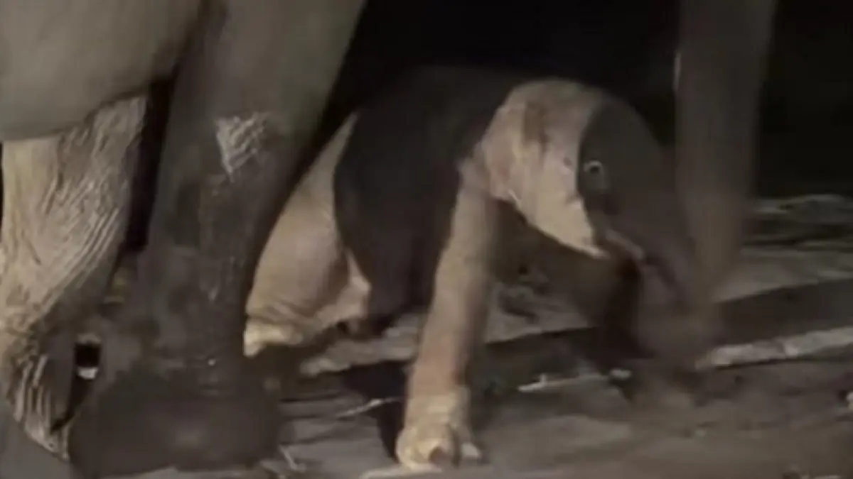 Bayi gajah yang baru lahir dari induk gajah jinak bernama Lisa di TNTN pada Senin (28/9/26) malam, (Balai TNTN)