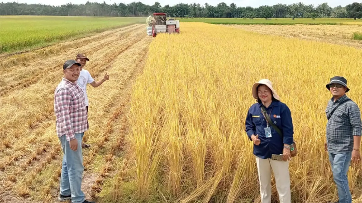 Panen raya Perum Bulog Cabang Bengkalis di lahan sawah Kecamatan Siak Kecil beberapa hari lalu. Humas Bulog Bengkalis