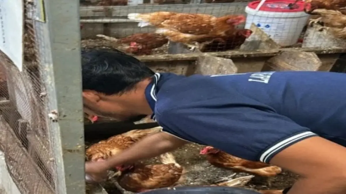 Warga binaan Lapas Kelas IIA Bengkalis melakukan perawatan ternak ayam sebagai bagian dari program pembinaan kemandirian melalui Bimbingan Kerja, Selasa (13/10/2026).(Istimewa)