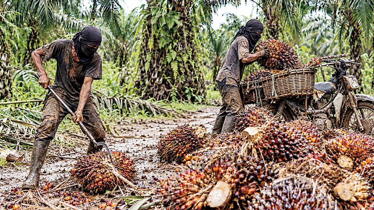 Para pekerja mengambil sawit usai mendodos, beberapa waktu lalu. PTPN IV Regional III mendukung kepolisian dalam memberantas narkoba di wilayahnya yang kerap 
berkaitan dengan kasus pencurian hasil perkebunan. (Humas PTPN IV Regional III untuk riau pos)