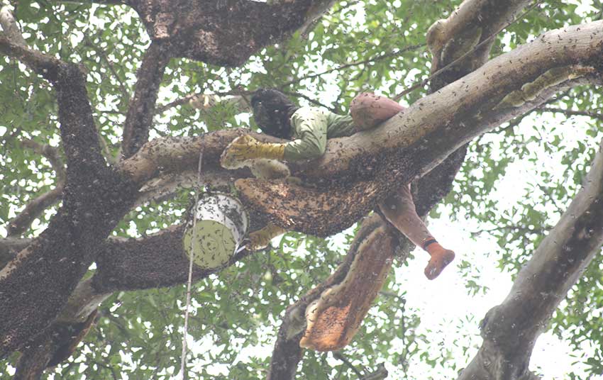 PANEN MADU: Junaidi saat memanen madu di atas pohon sialang, jenis kempas di Kampung Rawa Mekar Jaya, Kecamatan Sungai Apit, Siak, Sabtu (23/3/2019). (GEMA SETARA/RIAU POS)