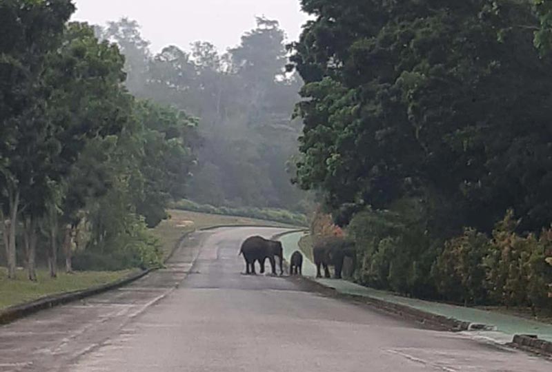 GAJAH LIAR: Gajah yang diberi nama Dita, Seruni dan Bara saat masih bersama. Gajah liar terpantau memasuki kawasan perumahan karyawan Chevron di kompleks Talang, Duri pada Kamis (27/6/2019) petang lalu. (BBKSDA RIAU FOR RIAU POS)