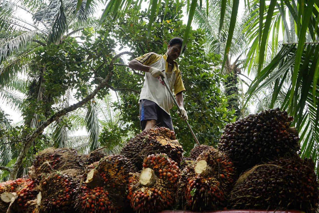 Petani memuat TBS ke dalam truk ketika Panen Sawit di Kabupaten Kampar belum lama ini.(DOK.M AKHWAN/RIAUPOS.CO)