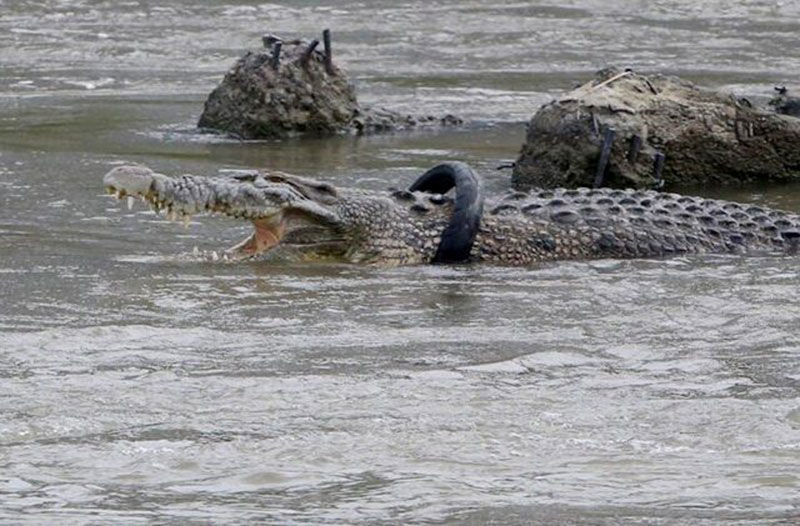 Buaya berkalung ban di Jembatan Dua, Palu, Sulawesi Tengah, Ahad (21/1). (ISTIMEWA)