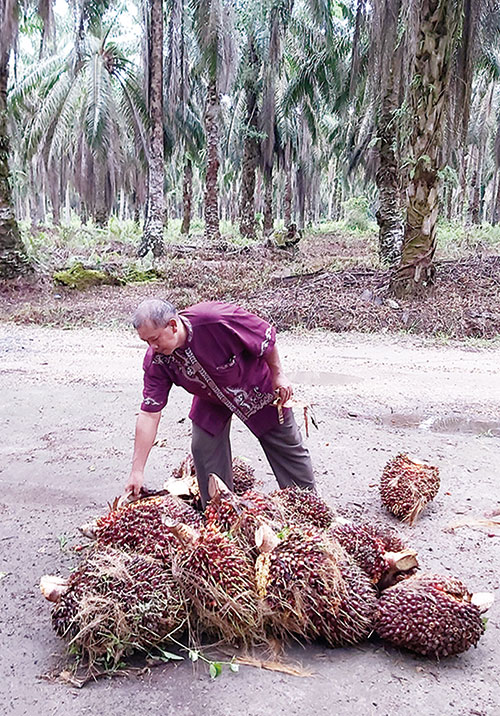 H Parjan memeriksa tandan buah segar (TBS) sawit yang baru dipanen dari lokasi perkebunan yang ada di Desa Air Mas, Kecamatan Ukui, Pelalawan, Selasa (21/1/2020).(M ERIZAL/RIAUPOS.CO)