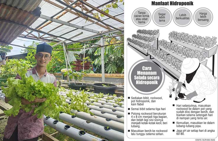 Teguh Wirman menunjukkan selada hasil panennya.