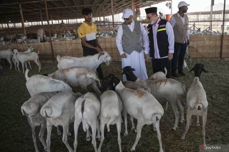 Kepala PPIH Arab Saudi Daker Mekah Khalilurrahman (kedua kanan) memilih kambing untuk pembayaran dam bagi petugas haji yang melakukan haji Tamattu di RPH Al Ukaisyah, Makkah, Arab (14/6/2023).