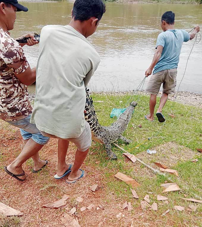 Warga mengevakuasi buaya ke Sungai Kuantan untuk dilepaskan kembali. Buaya tersebut memakan jantang nelayan di Desa Koto Kombu, Kecamatan Hulu Kuantan, Ahad (4/9/2022).