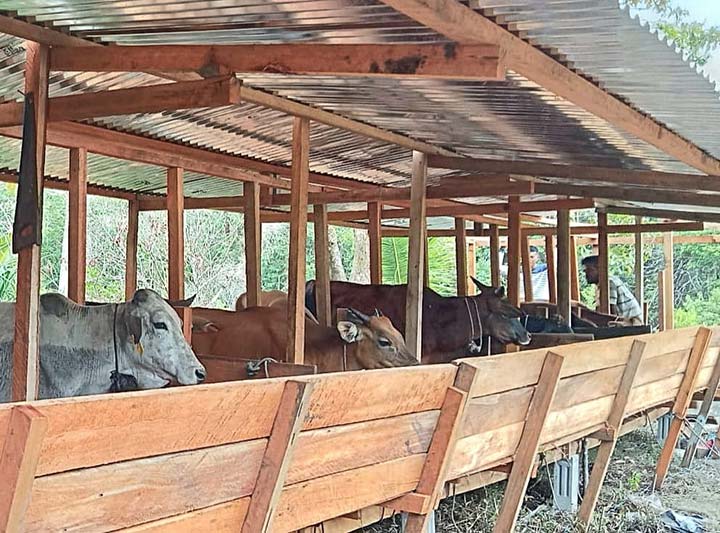 Sejumlah hewan kurban menjelang Hari Raya Iduladha di Kepulauan Meranti berada di kandang peternak Kecamatan Tebingtinggi Barat. Foto diambil belum lama ini.