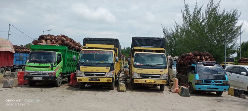 Sejumlah truk bermuatan Tandan Buah Segar (TBS) kelapa sawit saat antre menunggu giliran untuk diseberangkan Ro Ro di Tanjung Kapal, Rupat, Bengkalis menuju Kota Dumai, Selasa (24/10/2023).
