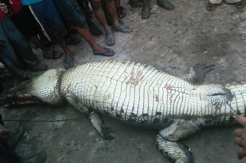 DITANGKAP: Seekor buaya yang berhasil ditangkap warga Kampung Teluk Lanus, Kecamatan  Sungai Apit, Rabu  (19/6/2019) sore.