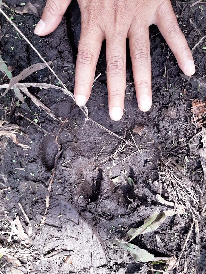 JEJAK KAKI: Jejak kaki Harimau Sumatera diteÂ­mukan di kebun plasma, Kecamatan Tapung,  Kampar, Rabu (22/1/2020). (Balai BKSDA Riau for riau pos)