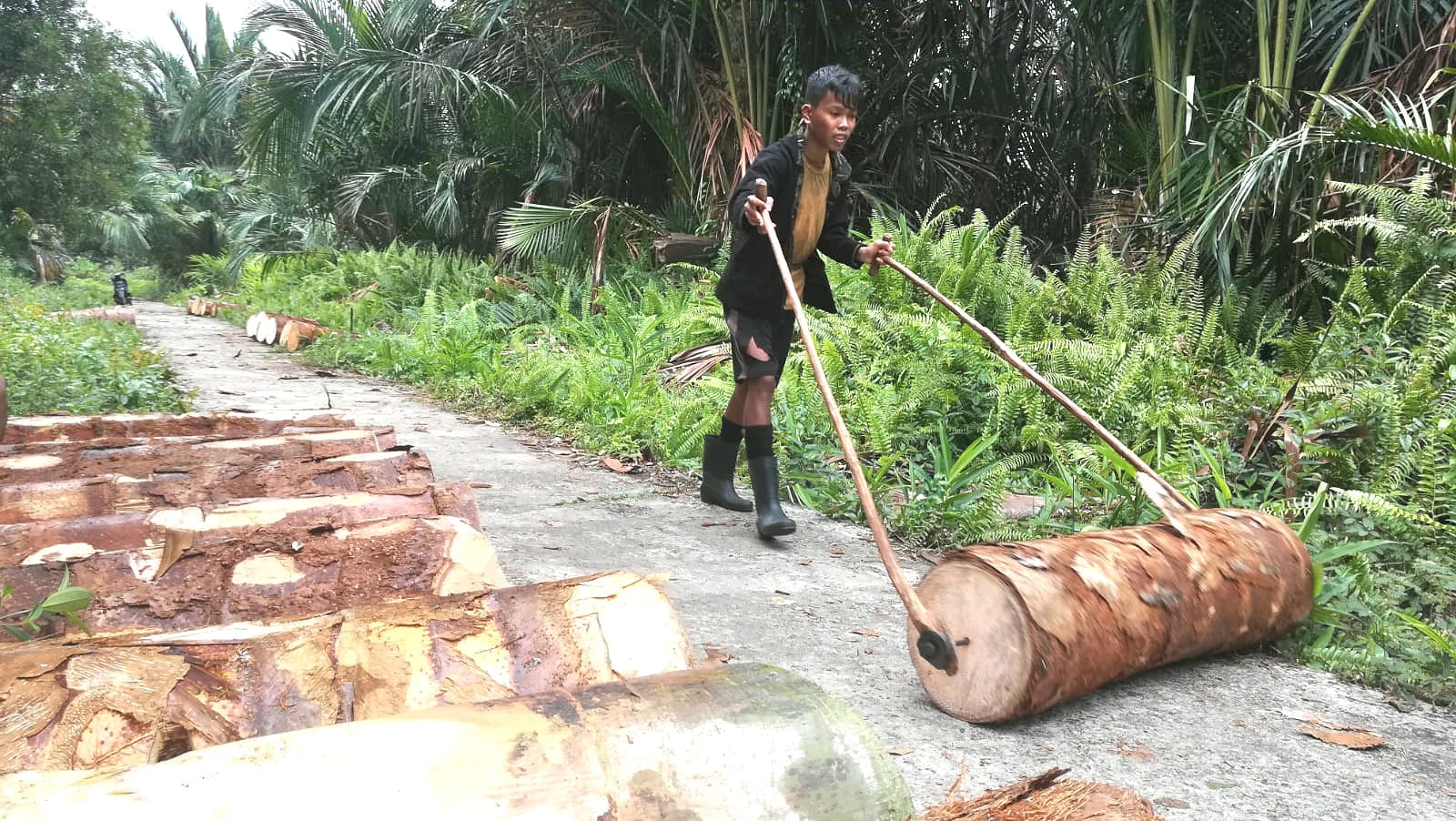 Buruh tebang pohon sagu Sei Tohor, Kecamatan Tebingtinggi Timur, Kabupaten Kepulauan Meranti sedang mengholek (melansir) tual sagu yang mereka tebang menuju sungai terdekat untuk didistribusikan ke kilang pengolahan.