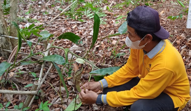 Penggagas arboretum gambut Sadikin saat menunjukkan kantong semar langka, Sabtu (16/10/2021).
