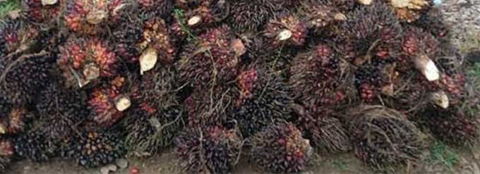 HARGA PUPUK KELAPA SAWIT DI KABUPATEN PELALAWAN MAHAL