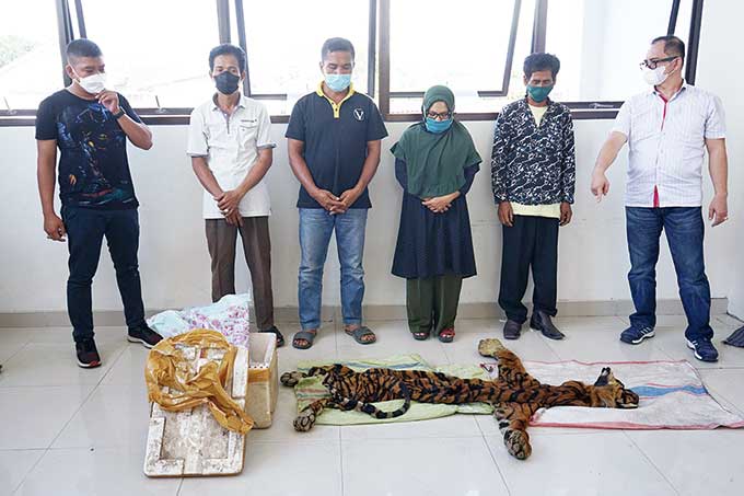 Petugas BBKSDA Riau bersama Tim Polda Riau dan Balai Gakkum Wilayah Sumatera Seksi Wilayah II menangkap empat pelaku perdagangan kulit harimau sumatera bersama barang bukti satu lembar kulit harimau jantan di SPBU Kecamatan Siak Hulu, Kampar, Jumat (24/9/