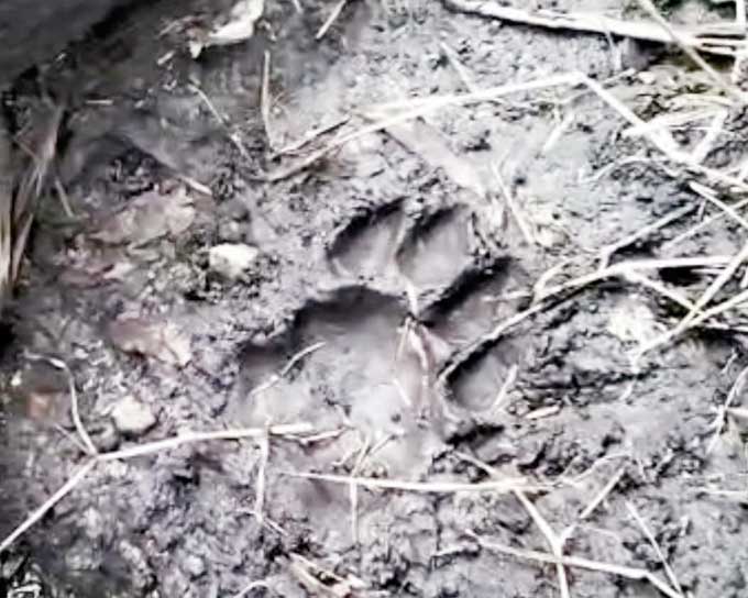 Salah satu jejak kaki harimau ditemukan di Kelurahan Mempura, Kecamatan Mempura, Kabupaten Siak, Senin (23/1/2023).