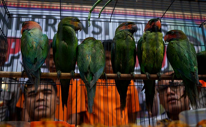 EKPOS KASUS: Kabid Humas Polda Riau Kombes Sunarto bersama dengan Dirkrimsus Polda Riau Kombes Gideon (Kanan) memperlihatkan puluhan burung Betet saat ekspos kasus perdagangan sawta dilindungi di Direktorat Reserse Kriminal Khusus (Ditreskrimsus) Polda Ri