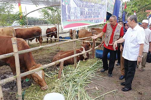 KONTES TERNAK: Bupati Siak H Syamsuar menyaksikan kontes ternak tingkat kabupaten di Kerinci Kanan, Rabu (5/12/2018). (Humas pemkab )