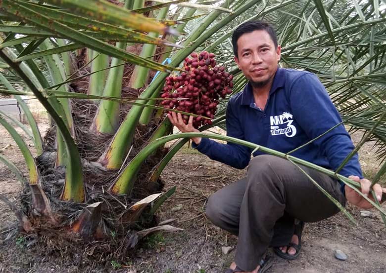 KURMA: Muhammad Rafi saat berfoto dengan buah kurma yang ada di kebun miliknya, belum lama ini. Prospek berkebun kurma di Riau cukup menjanjikan jika dilakukan dengan tepat.