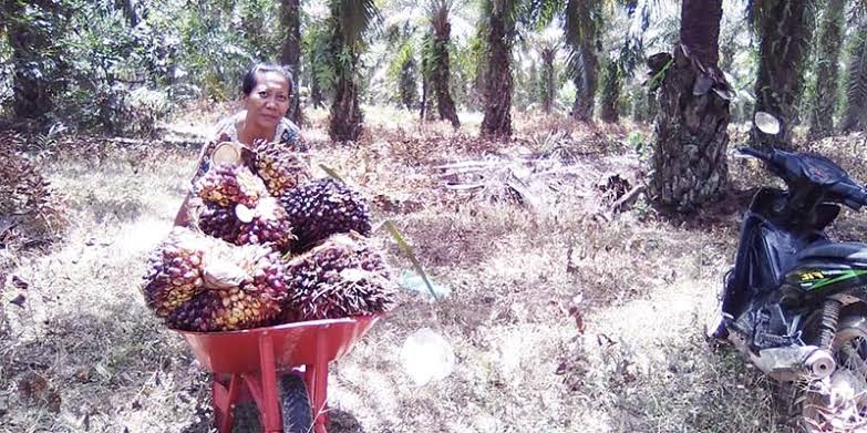 Ilustrasi petani sawit.