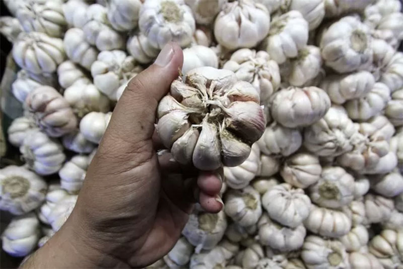 Bawang putih