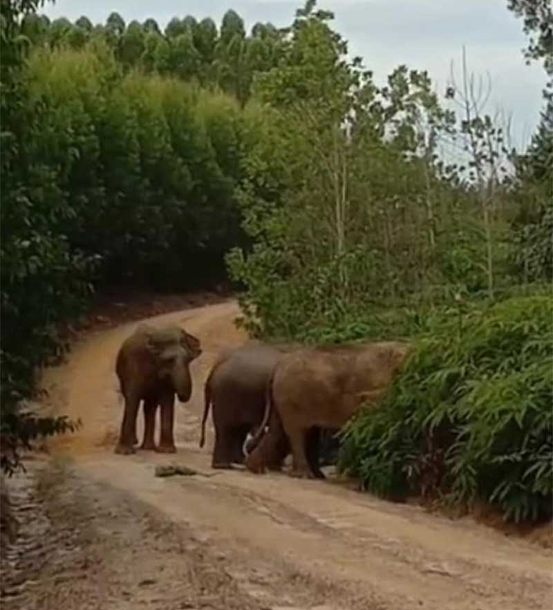 Kawanan gajah berada di jalan sekitar HTI perusahaan kertas di Kecamatan Sungai Mandau, Kabupaten Siak. Foto diambil beberapa hari lalu.
