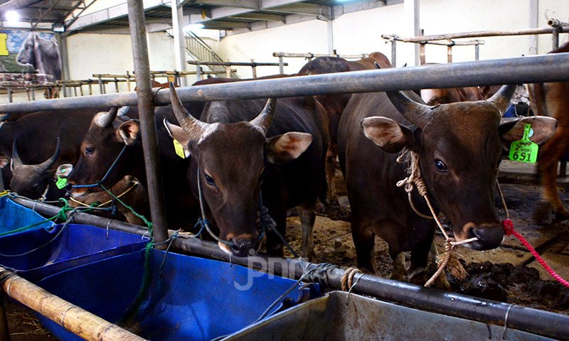 Ilustrasi peternakan sapi.Kepala Dinas Pertanian Kota Padang Syahrial Kamat mengatakan sebenarnya yang lebih berbahaya adalah cacing pita pada hati sapi.