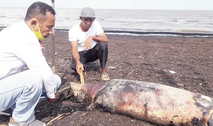 Ketua Komunitas Pencinta Alam  (KPA), Jenggala dan warga Dumai, Yudha,  saat melihat mamalia  laut jenis dugong yang mati di perairan Dumai, Ahad (7/2/2021).(HASANAL BULKIAH/RIAUPOS.CO)