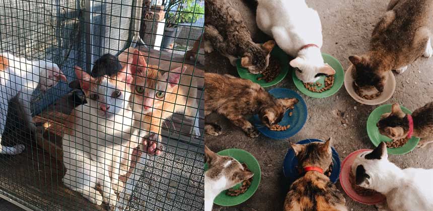 Sayangi Sesama Makhluk Hidup, Kucing Jalanan Tak Layak Disakiti
