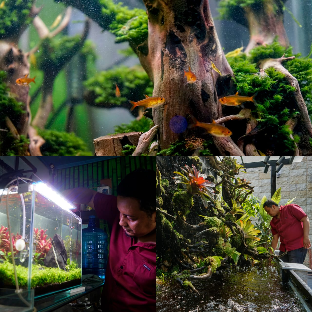Muhammad Adil pemilik usaha aquascape di Pekanbaru tengah melakukan perawatan terhadap  aquascape dan paludarium.
