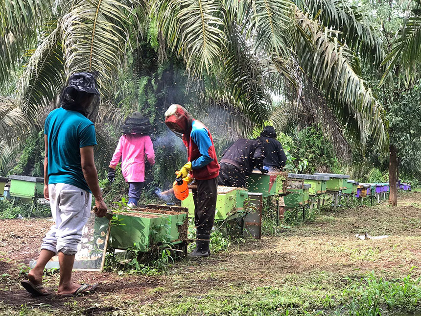 Pemanenan madu di Peternakan Lebah Desa Dayun, Kabupaten Siak, Sabtu (26/3/2022).