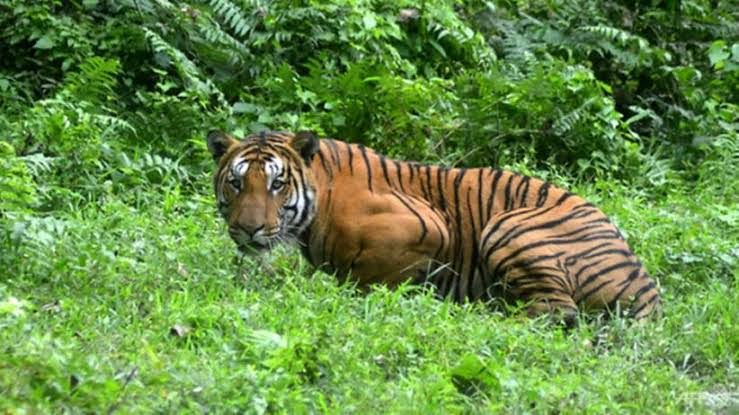 Seekor Harimau Sumatra berkeliaran di kebun sawit warga beberapa waktu lalu.