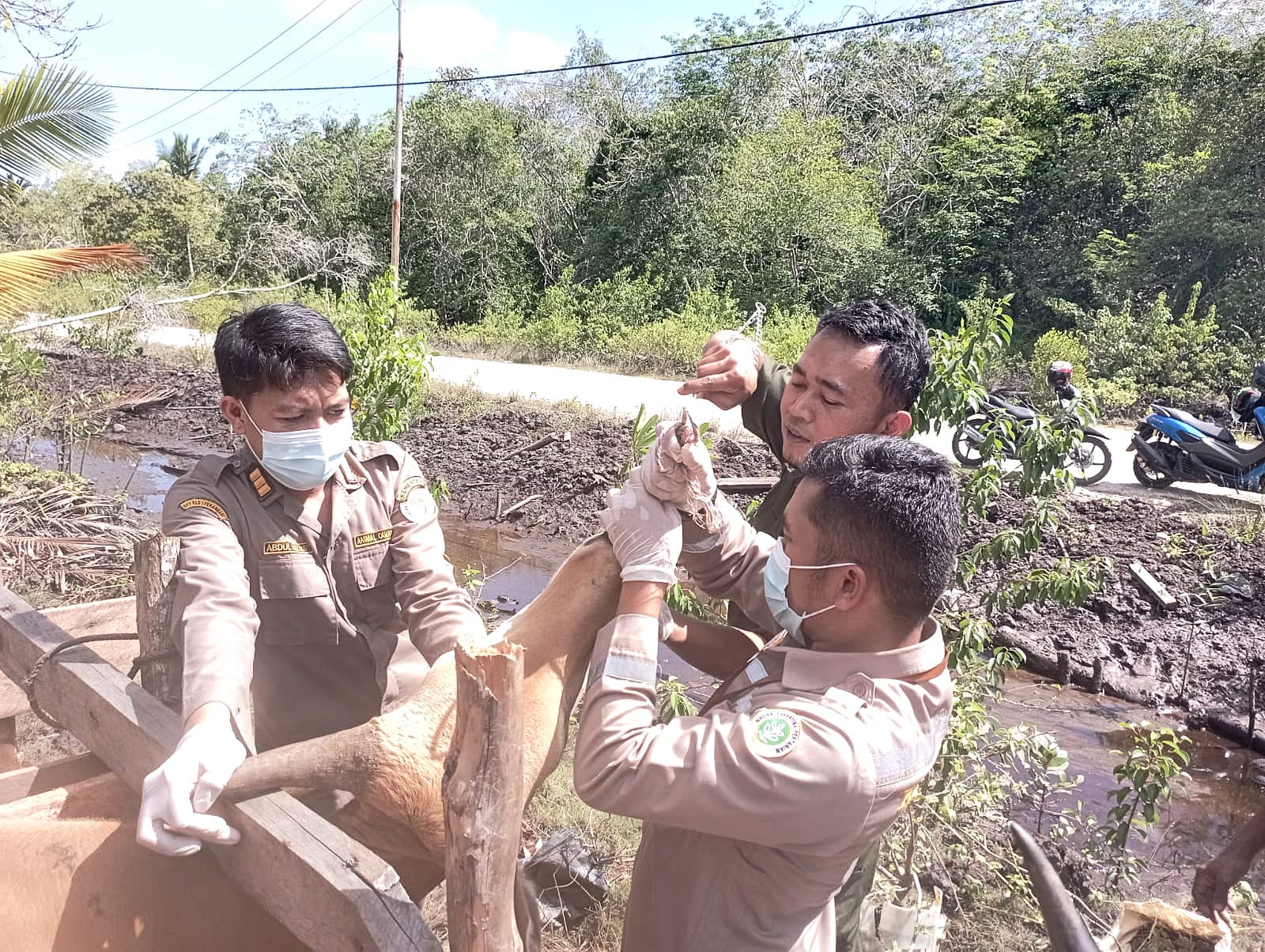 Pemeriksaan rutin sapi lokal oleh tim gabungan yang terdiri dari DKPP dan Karantina Kepulauan Meranti belum lama ini, (2/5/2024) lalu.
