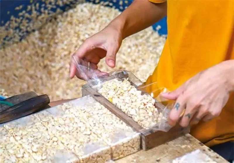 Ilustrasi: Pembuatan tempe.