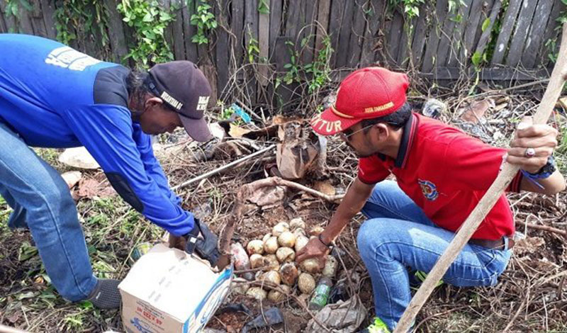 Petugas Damkar dan relawan mengumpulkan puluhan butir telur piton di Jalan Kartini. (DOK SAMARINDA POS/JAWA POS)