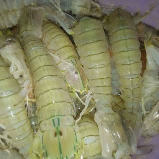 Udang nenek atau berbagai sebutan lainnya, dapat ditemui di berbagai daerah di Inhil, Riau.