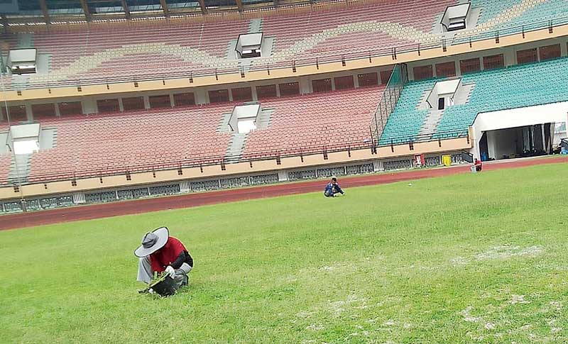Pekerja peremajaan rumput lapangan Stadion Utama Riau mencabut rumput liar yang tumbuh, Jumat (13/10/2023).