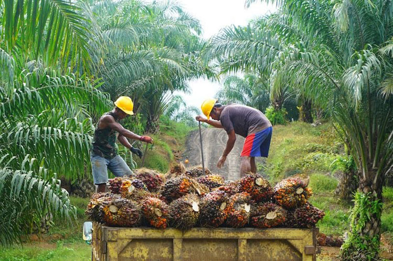 Ilustrasi. Dua orang pekerja terlihat sedang menyusun tandan buah segar di atas truk di sebuah perkebunan kelapa sawit di Riau, beberapa waktu lalu.