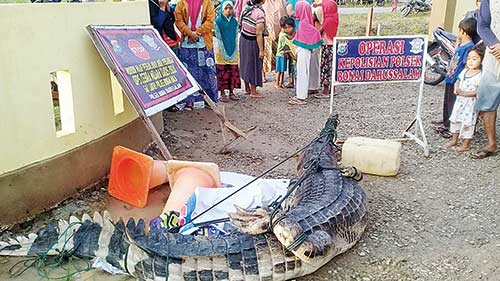 PEMANGSA BOCAH: Seekor buaya yang diduga memangsa bocah di Dusun I Harapan, Desa Sontang, Bonai Darussalam, berhasil ditangkap warga, Ahad (18/11/2018). (ENGKI PRIMA PUTRA/RIAU POS)