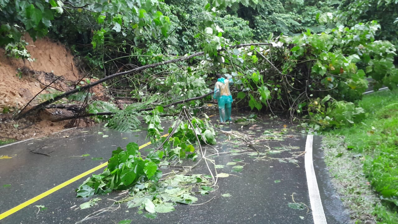 Aparat berusaha membersihakan pohon yang longsor menutupi Jalan lintas Sumbar-Riau, Selasa (26/12/2023).